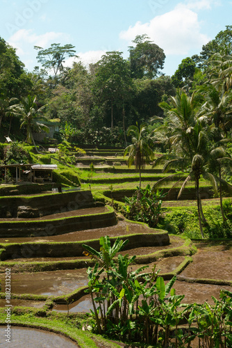 Rice Terrace Tagalalang 