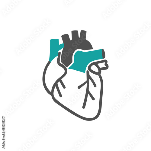 Anatomical Heart Illustration with Teal Accent.