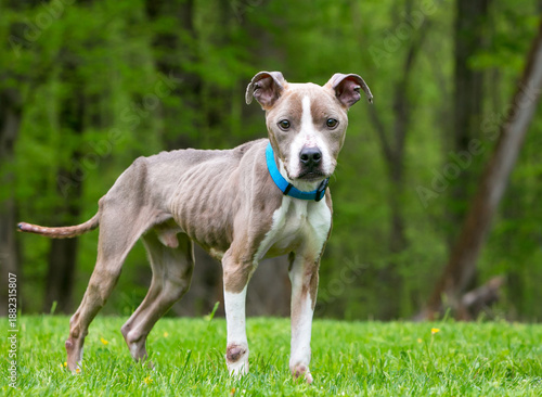 An emaciated Pit Bull Terrier mixed breed dog