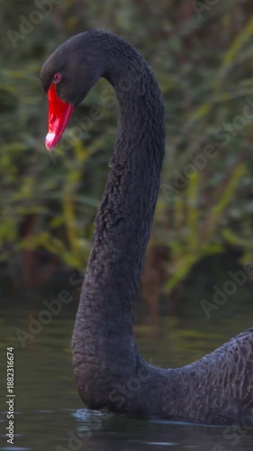 Black swan bird swimming head and neck close up