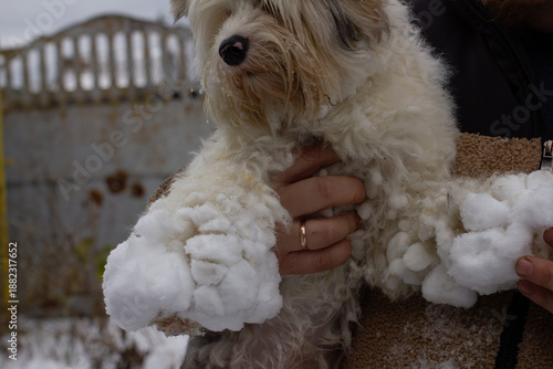 Obraz na plátně Person is holding a small fluffy white dog with numerous snowballs stuck to its long fur, removing them after playing outside in the cold winter weather