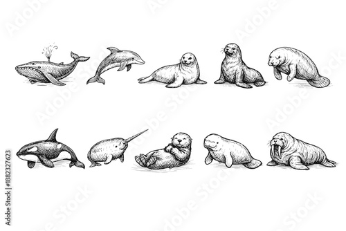 Marine animals outline icon set. Whale, dolphin, seal, walrus in line style