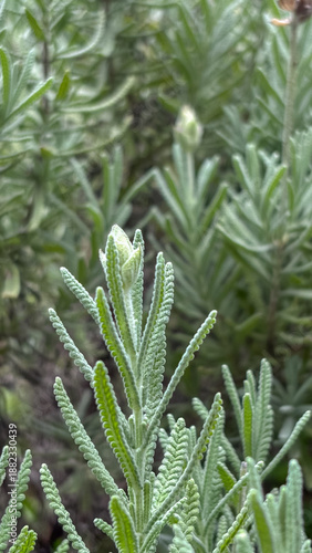 Canvas Print French Lavender Foliage