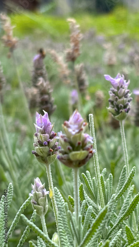 Foto French Lavender Detail
