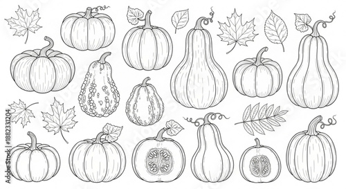 A collection of various pumpkins and squash with leaves for fall and autumn designs