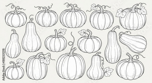 Black and white line drawing of various pumpkins and gourds on a light background