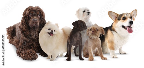 Canvas Print Group of different dogs on white background