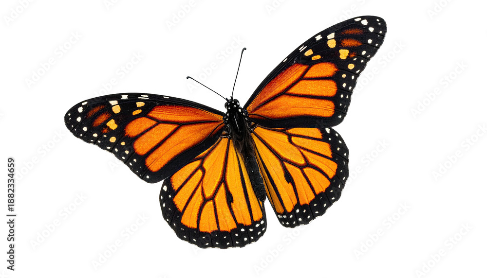 Fototapeta premium A vibrant monarch butterfly with striking orange and black wings, isolated on a black background