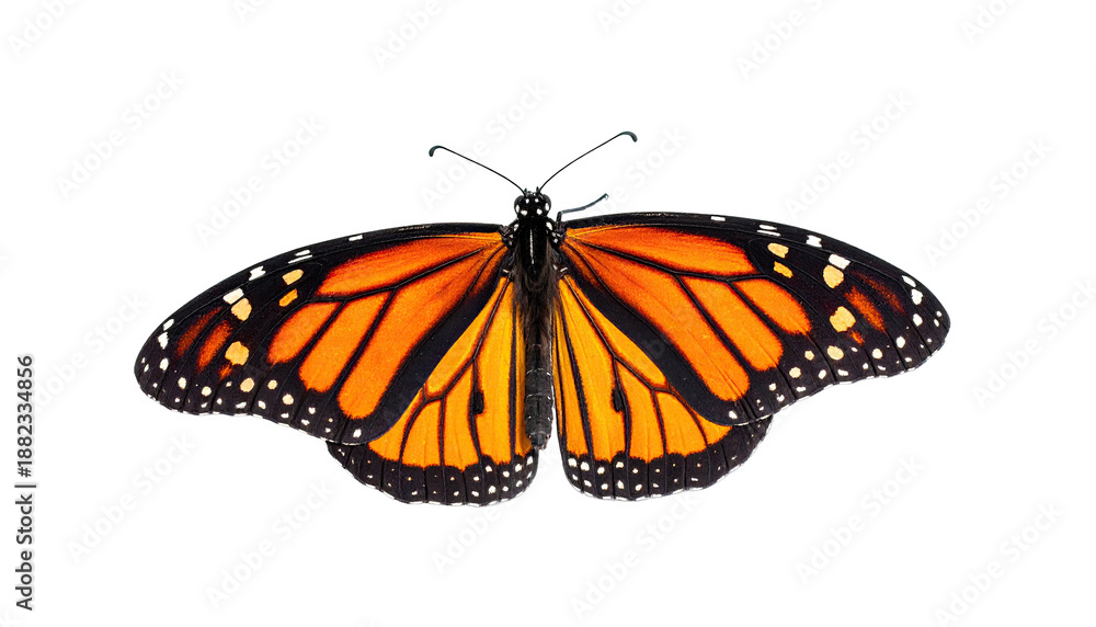 Fototapeta premium A vibrant monarch butterfly displays open wings against a stark black backdrop
