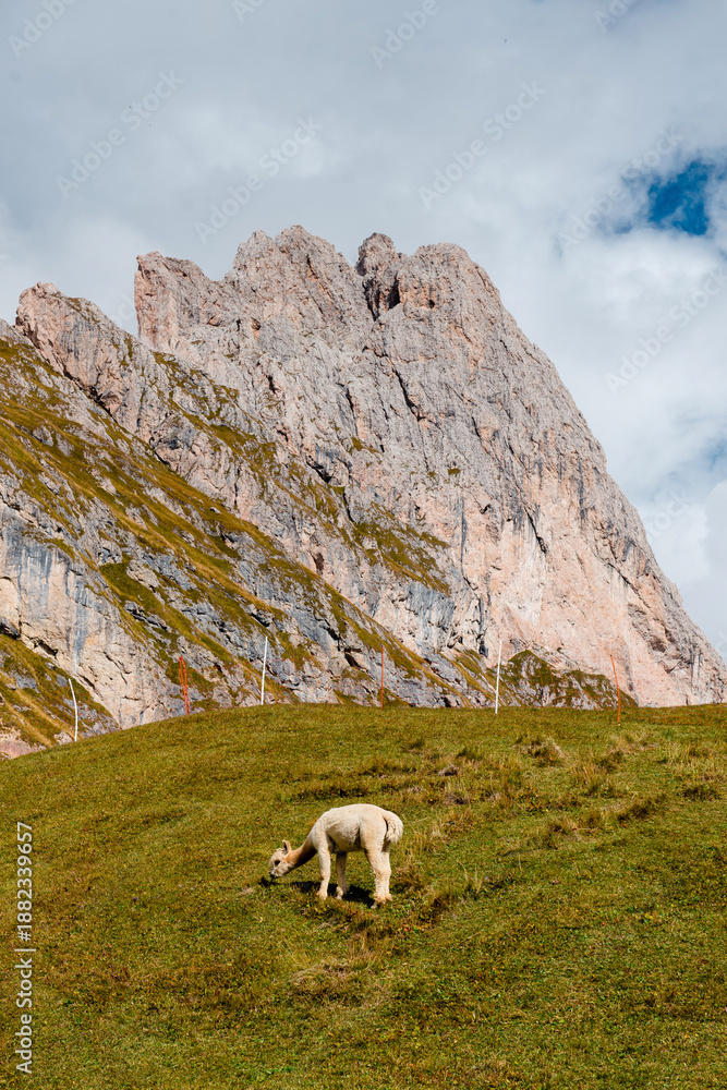 Fototapeta premium Seceda mountain range in the Dolomites with a lone alpaca grazing on a grassy slope