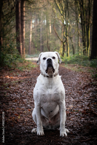 Dog Sitting on Leafy Woodland Path