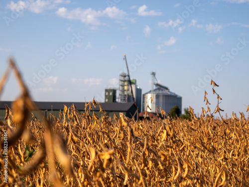 Yellow crops in a field with storage silos in background