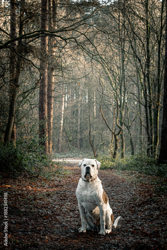 Dog Sitting Calmly on Woodland Path