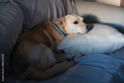 Relaxed Dog Resting on Sofa with Pillow in Cozy Home Light