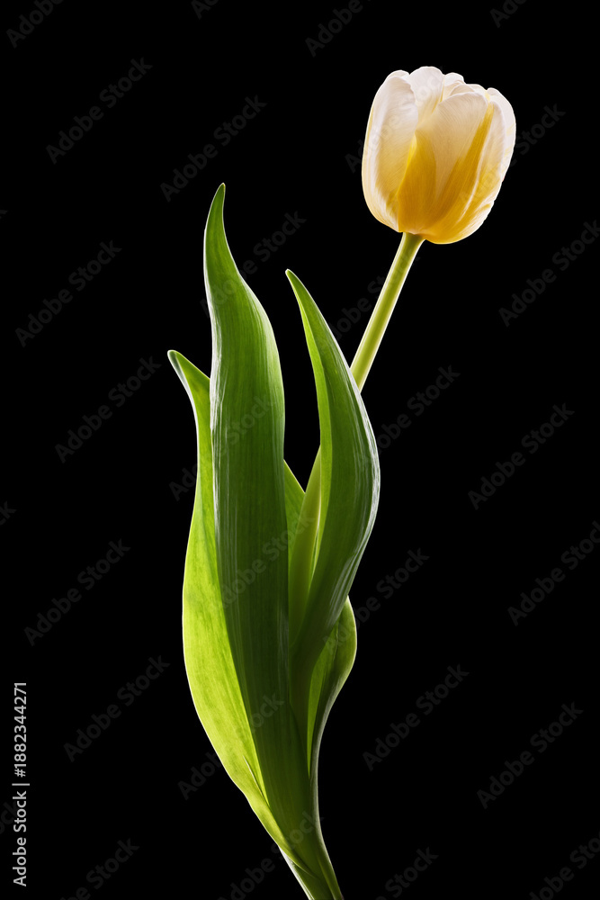 Fototapeta premium Yellow Tulip With Green Leaves On Black Background, Elegant Single Flower Still Life