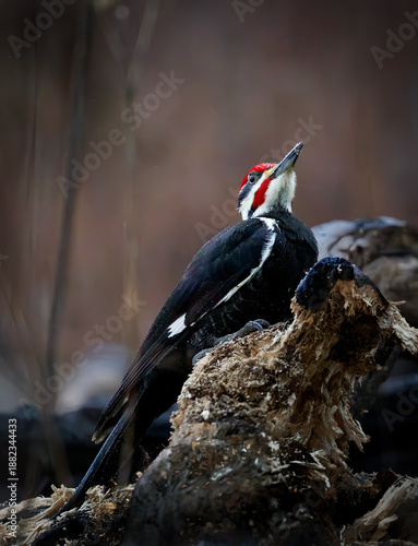 Pileated woodpecker on a log