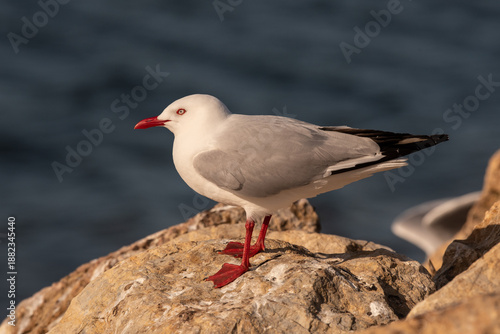 A red billed gull, or tarāpunga (chroicocephalus novaehollandiae scopulinus) standing on a rock at the seashore in Tasman Region, New Zealand.