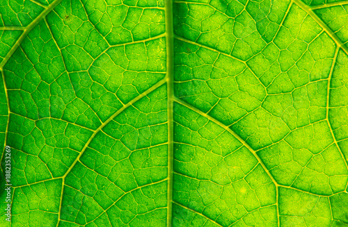 Wallpaper Mural Abstract green leaf texture Torontodigital.ca