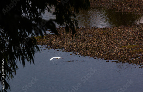 Wallpaper Mural Eastern Great White Egret in Flight Torontodigital.ca