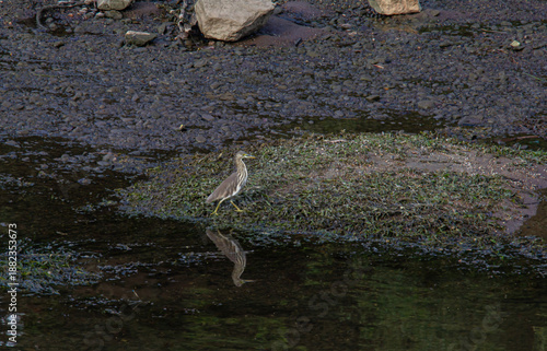 Wallpaper Mural Great egret  in the water Torontodigital.ca