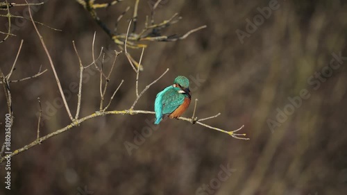 kingfisher on a branch