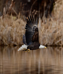 eagle in flight.. NOT an AI created photo. Sharpened using Topaz 