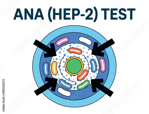 An illustration of a cell with various organelles for an ANA HEP-2 test