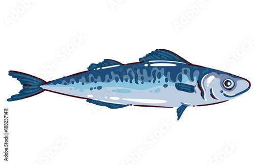 Mackerel seafood fish, whole atlantic mackerel with striped blue body, oily marine fish rich in omega 3, healthy diet food, mediterranean cuisine concept, seafood vector illustration