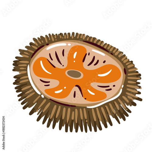 Sea urchin seafood delicacy with orange roe, premium uni for gourmet cuisine, luxury marine ingredient, mediterranean and japanese food concept, fine dining element, cartoon vector illustration