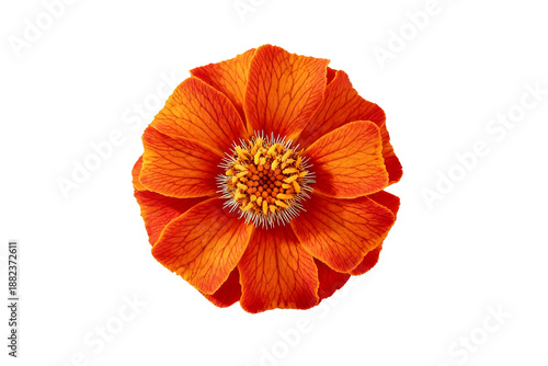Wallpaper Mural Vibrant Orange Marigold Flower Isolated on White Torontodigital.ca