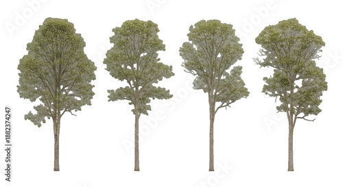 Collection of isolated green trees on transparent background for architecture and landscape design. Detailed vector illustration set of different tree types for graphic design resources.