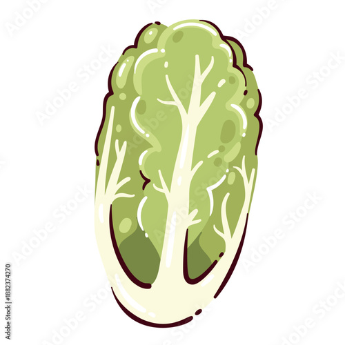 Napa cabbage fresh vegetable, whole leafy chinese cabbage with pale stem and green leaves, asian cuisine ingredient, raw napa cabbage for cooking and salads, cartoon vector illustration