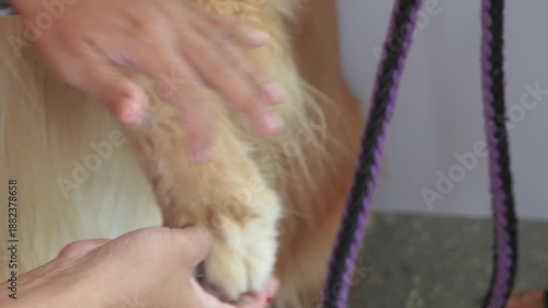 Close-up of dog paw grooming, pet care and nail trimming scene.