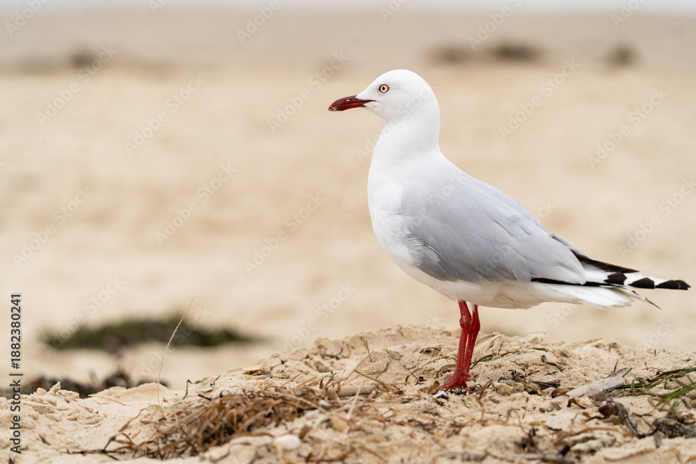 Fototapeta premium seagull on the beach