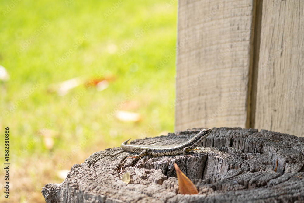 Fototapeta premium lizard on a log