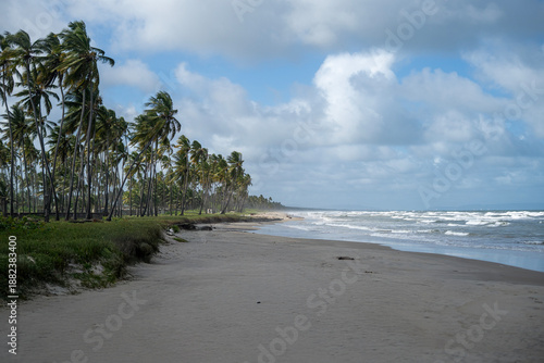a beach full of coconut palms in Tucacas, Venezuela.