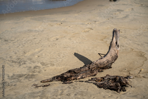 tree trunk on the beach