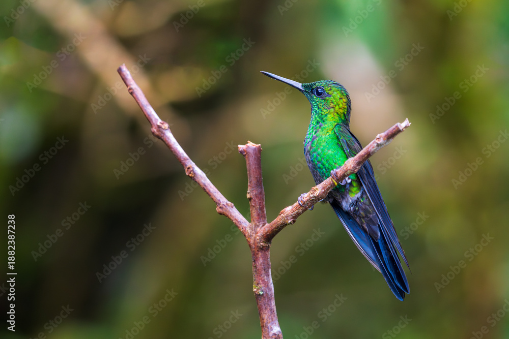 Fototapeta premium Green-crowned Brilliant hummingbird perched on branch of a tree in rain forest of Costa Rica.