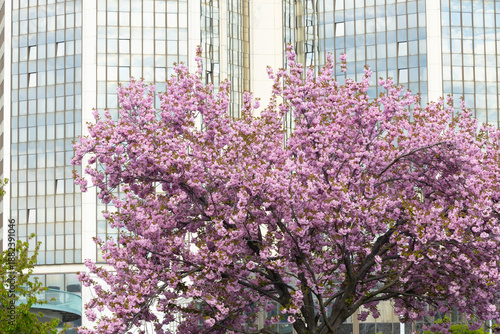 Vibrant pink flowering tree in full bloom stands in front of modern glass buildings, showcasing the beauty of nature amidst urban architecture during spring season