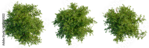 Photos Thuja occidentalis Teddy tree plan, top view, cutout, transparent background, is