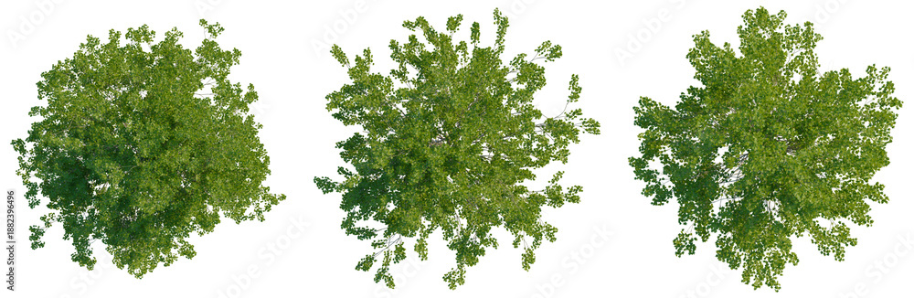 Fototapeta premium Platanus occidentalis tree plan, top view, cutout, transparent background, isolate, Lush Green Tree Canopy - A Natural Overhead View for Scenic Compositions