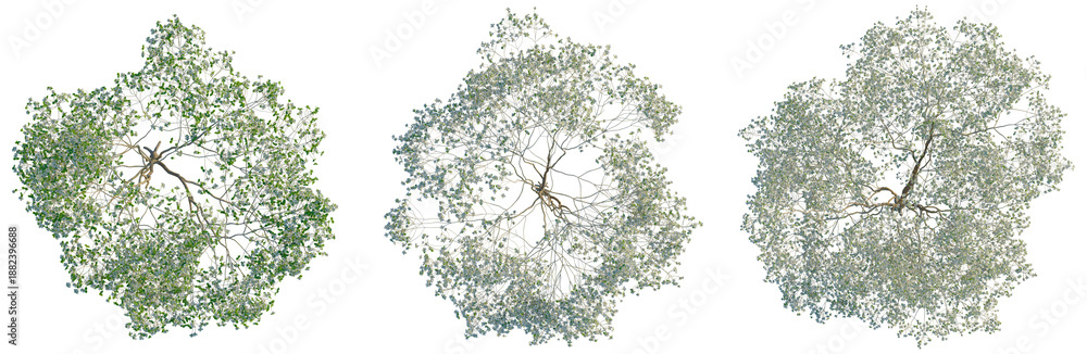 Fototapeta premium Cornus florida tree plan, top view, cutout, transparent background, isolate, Lush Green Tree Canopy - A Detailed Aerial View for Nature Designs