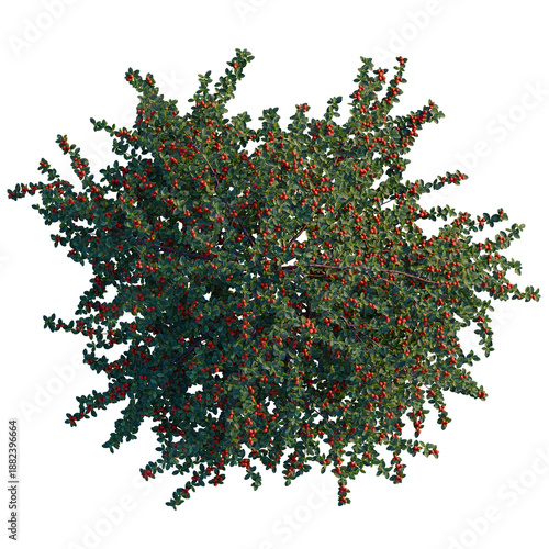 Fotografie Cotoneaster dammeri Coral Beauty tree plan, top view, cutout, transparent backgr