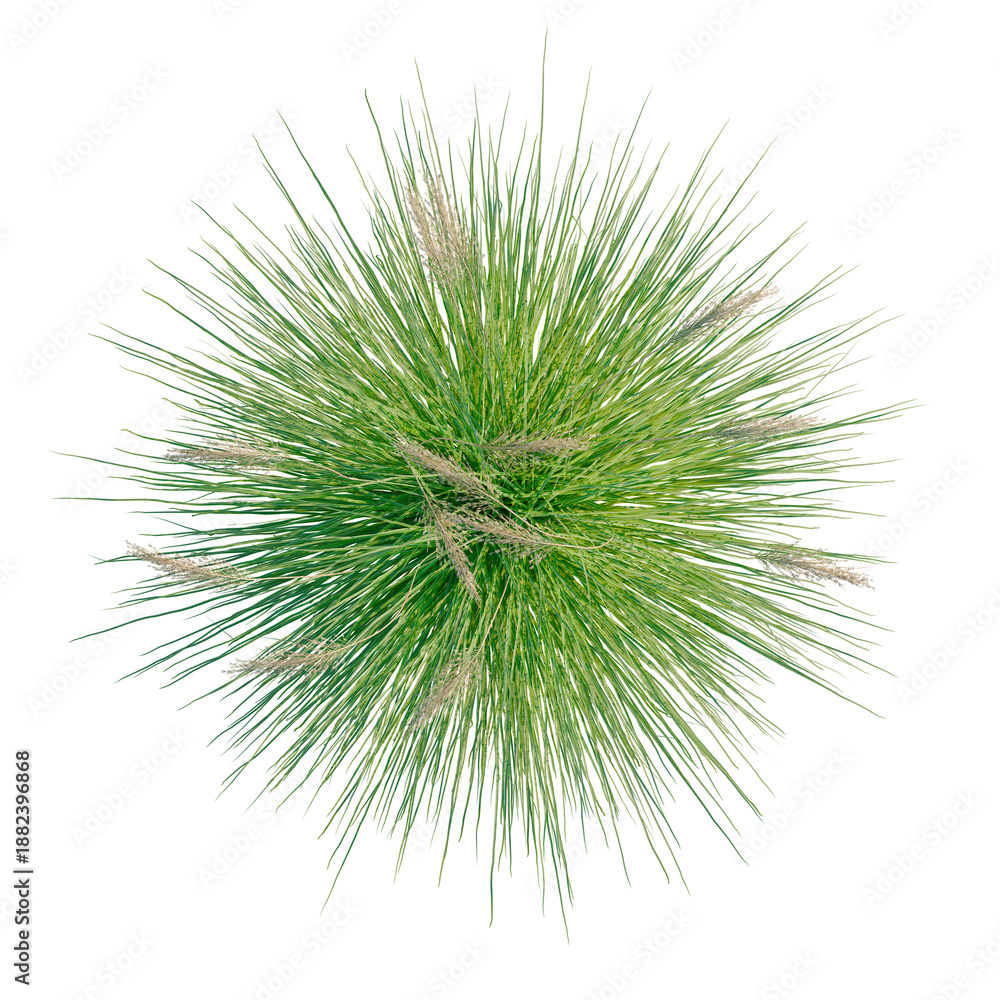 Fototapeta premium Cortaderia richardii tree plan, top view, cutout, transparent background, isolate, architecture visualization, Lush Green Grass Clump with Seed Heads - A Natural Element for Design