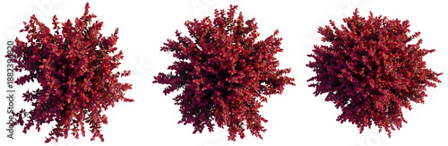 Slika na platnu Berberis thunbergii f atropurpurea Gentry tree plan, top view, cutout, transpare