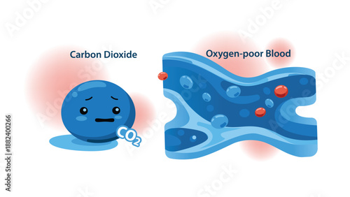 Educational illustrations of Deoxygenated Blood and Carbon Dioxide