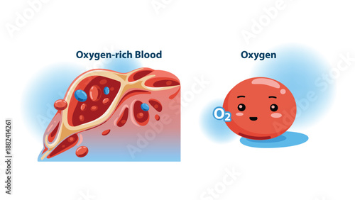 Educational illustrations of Oxygen and Oxygen-rich Blood