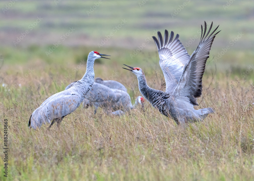 Naklejka premium Sandhill cranes (Grus canadensis) in fight, Goose Island state park, Rockport, Texas, USA