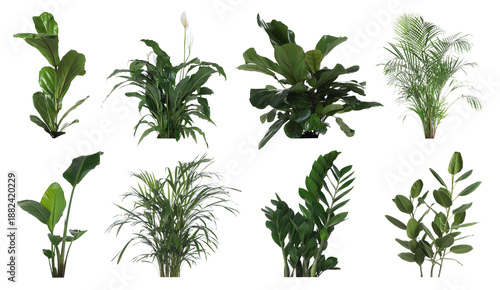 Lush green house plants isolated on white, set