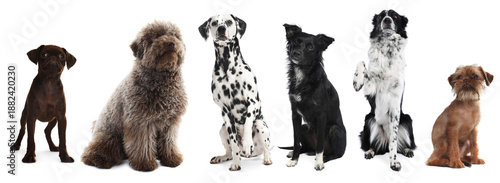 Cute dogs looking in same direction on white background © New Africa